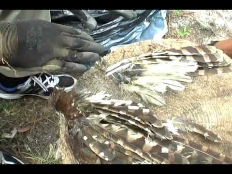 nagy sanyi fodrász Dennis Banks - Honoring a Hawk ( he found on the roadside )