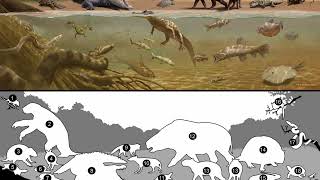 Cyonasua