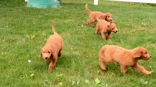 Leon Yoders Golden Doodles