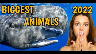 15 Largest Animals Ever Caught On Camera! (2022)