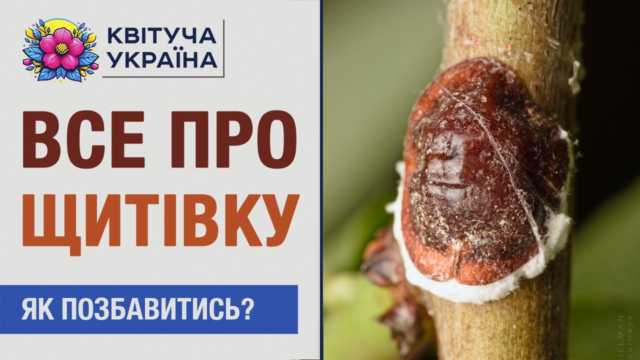 ОБЕРЕЖНО! ЩИТІВКА! 🕷 Як побороти шкідника?