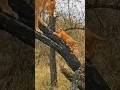 lioness cub successfully climb tree#lion #shorts