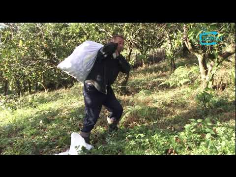 მანდარინის მოსავალი და რეალიზაცია პანდემიის დროს