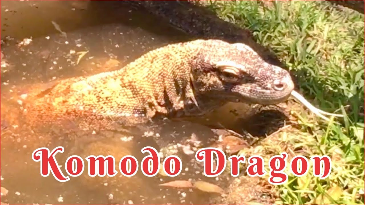 Komodo Dragon Monitor Lizard Big Lizard Udumbu komodo dragon