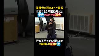 保護犬を迎えようと施設に行くと2年前に失った愛犬とまさかの再会😭 #感動 #保護犬 #犬 #奇跡 #可愛い #dog #shorts