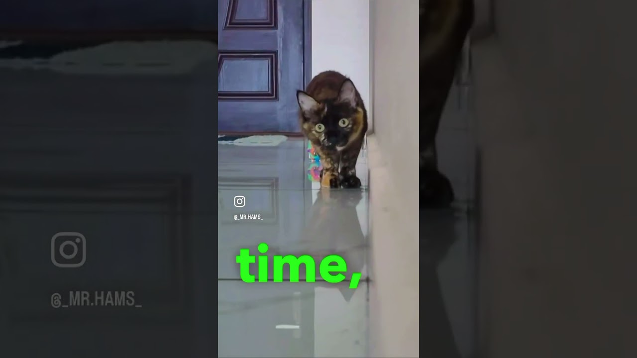 Understanding Cat Behavior: Exploring the Psychology of Cats