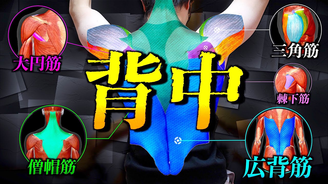 【筋トレ】背中トレにおける、あなたの知るべきすべてを9分に。　~広背筋と会話するための10秒体操~