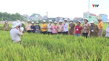 Hội thảo đầu bờ giống lúa lai 3 dòng Syn 12