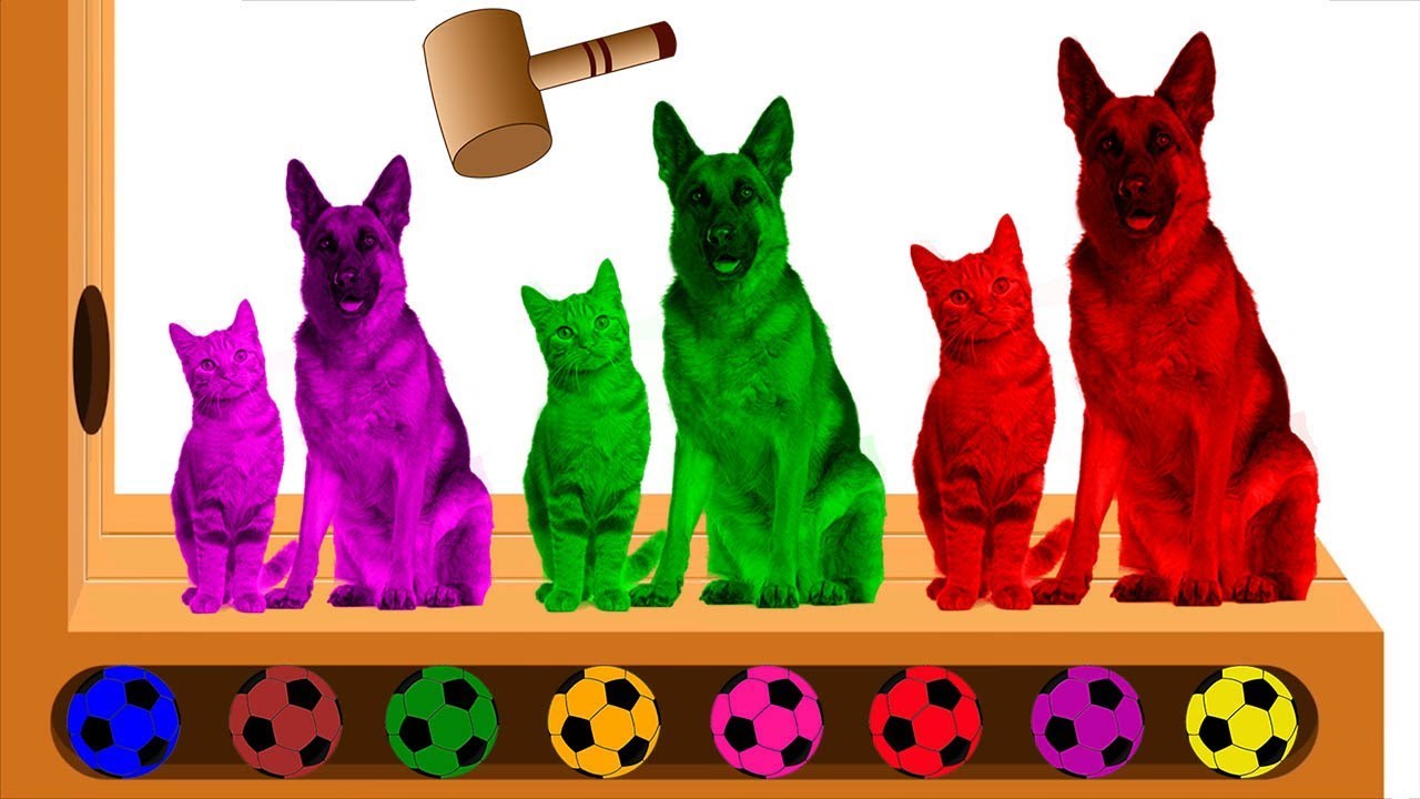Learn Colors with Funny Cats vs Dogs Animals XYLOPHONE Hammer Baby
