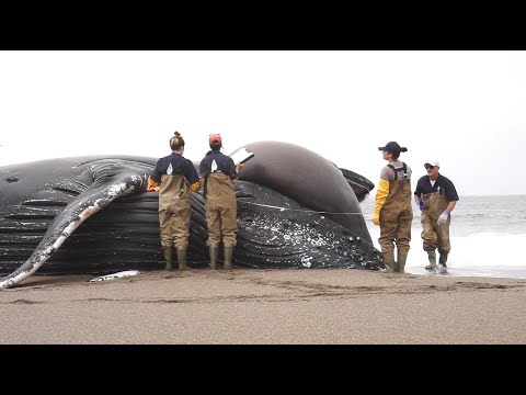 Video: Observarea balenelor din California de Nord