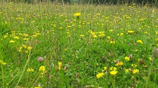 4K Mountain Meadows Wind Blowing Softly - Wild Flowers - Relaxing Nature Video