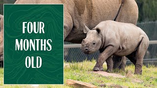 Black Rhino Calf is Four Months Old at Taronga Western Plains Zoo