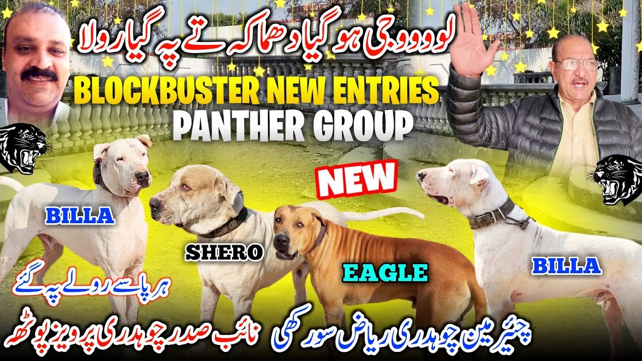 PANTHER GROUP BLOCKBUSTER NEW ENTRIES 😍 Ch Riyaz Surakhi | Ch Pervaiz Potha || A Gye New Dogs ||