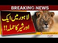 Another Lion Attack in Lahore | Shocking Incident Reported | Breaking News | Pakistan News
