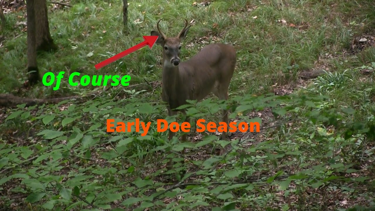 Michigan Early Season Doe Hunt 2022 Of Course You See A Buck When You