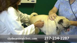 Clyde's Animal Clinic - Short | Mattoon, IL