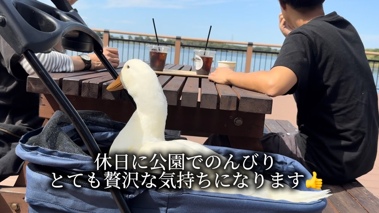 アヒルと公園 2025.9.27(土) - YouTube
