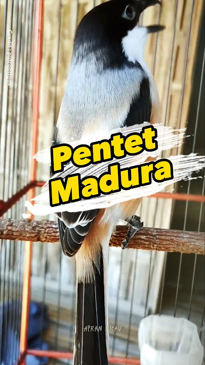 pentet Madura #pentet #pentetgacor #cendet