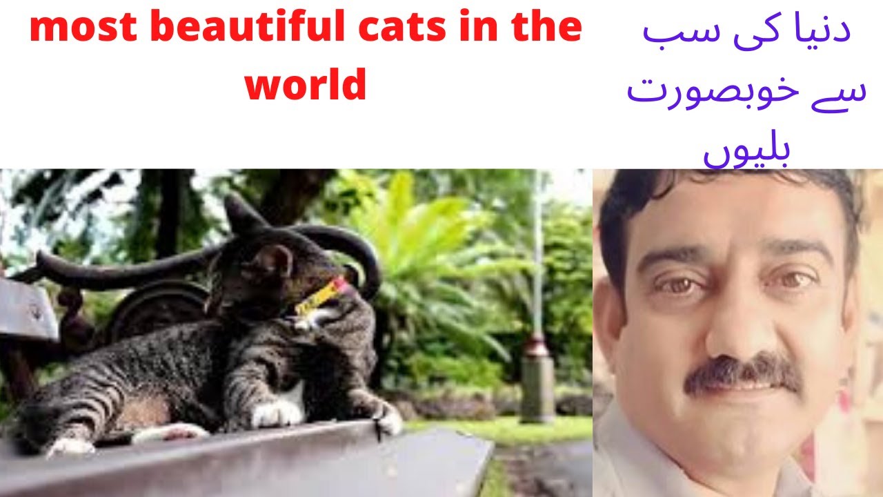 MOST BEAUTIFUL CATS IN THE WORLD MOST BEAUTIFUL CATS IN THE WORLD 