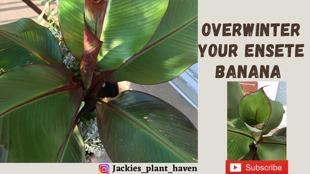 Overwinter Your Ensete Banana Plant YouTube