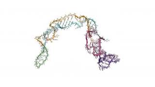 RNA Folding As Its Made by Cellular Machinery