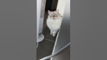 HELP!!! RAGDOLL CAT ATTACKS ME AGAIN! | funny cat #Shorts