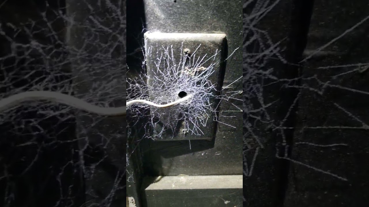 "What This Home Inspector Found in THIS Garage Will Shock You!" 