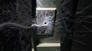 "What This Home Inspector Found in THIS Garage Will Shock You!" #spiderweb