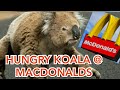 Massive koala walks into Macdonalds places order double quarter, small fries Big Mac!.