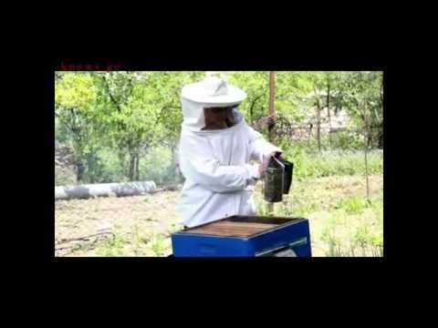 მეფუტკრე ქალი სოფელ კისისხევიდან