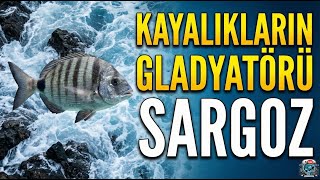 Sargoz Kimdir? Çelik Çene Anatomisi Ve Taktiksel Av Rehberi