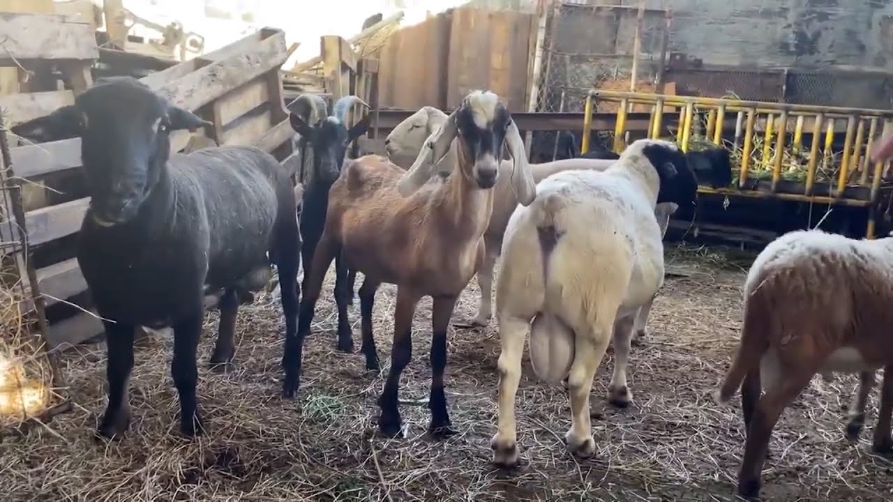 Budget 2024 Beyond The Numbers - Agriculture