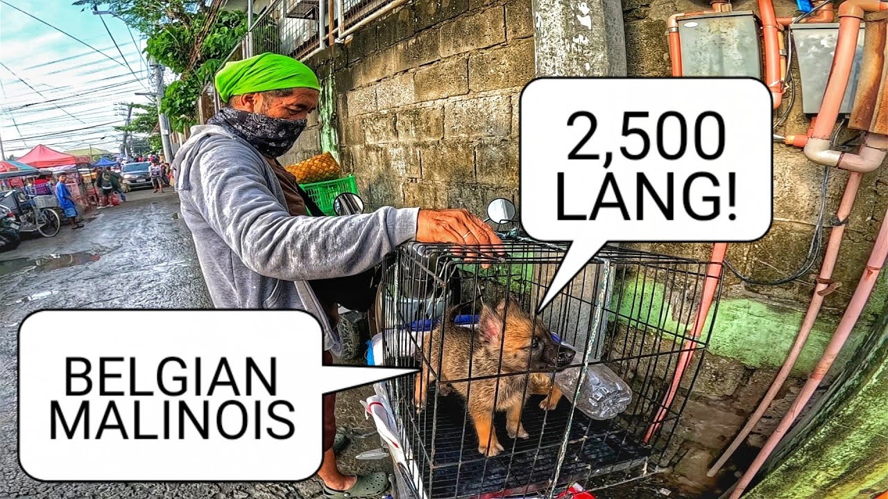 EKSENA SA BOCAUE AUGUST 15, 2025 | PET TIANGGE