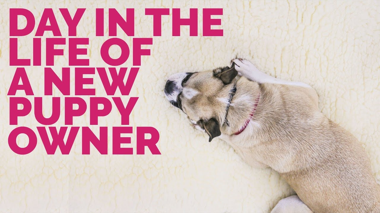 puppy paradise A Day in the Life of a New Puppy Owner