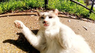 坂道で出会った美猫をモフるとゴロにゃんポーズになって喜んでくれた