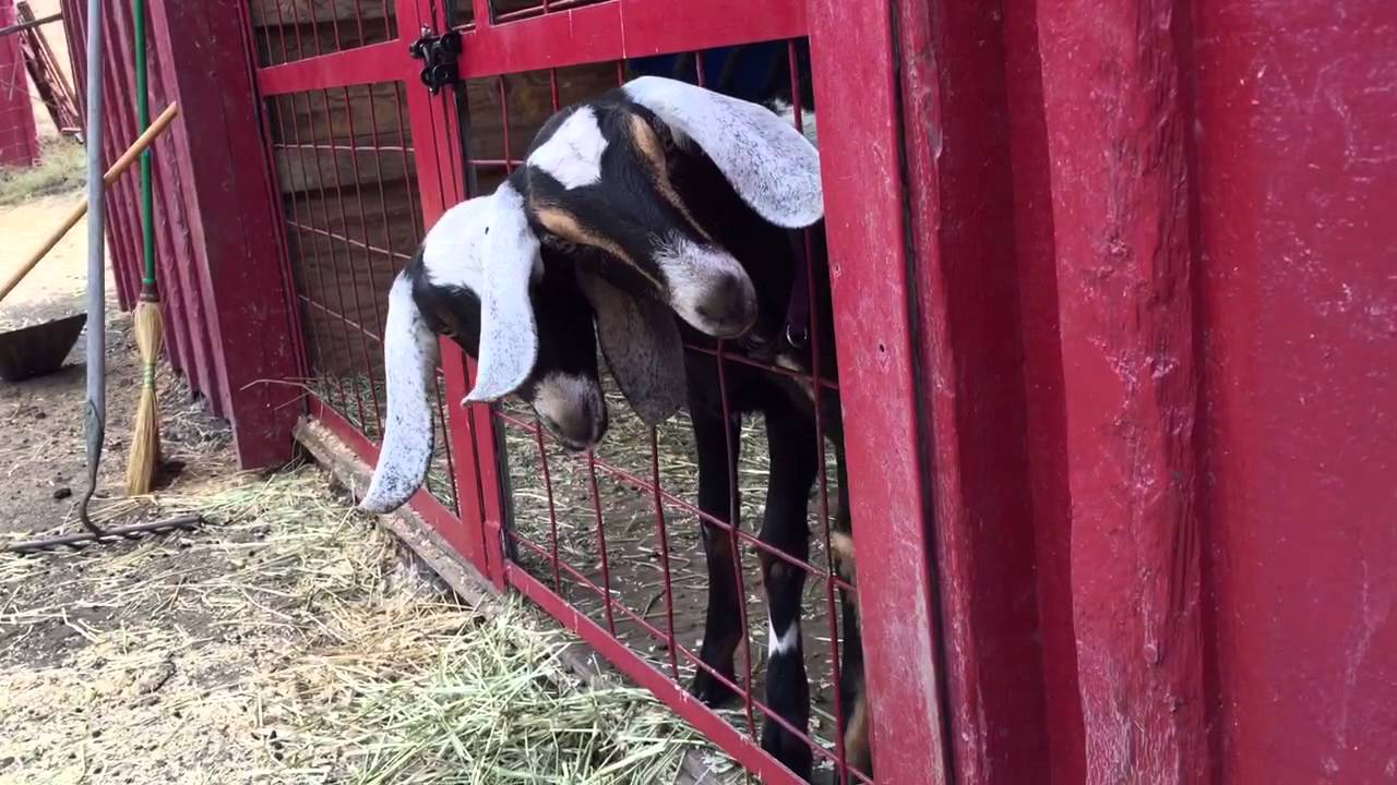 Hungry Nubian goats YouTube