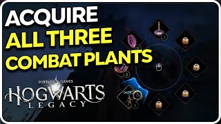 Acquire All three Combat Plants Hogwarts Legacy