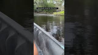 Are there alligators at Gilchrist Blue Springs in Florida?