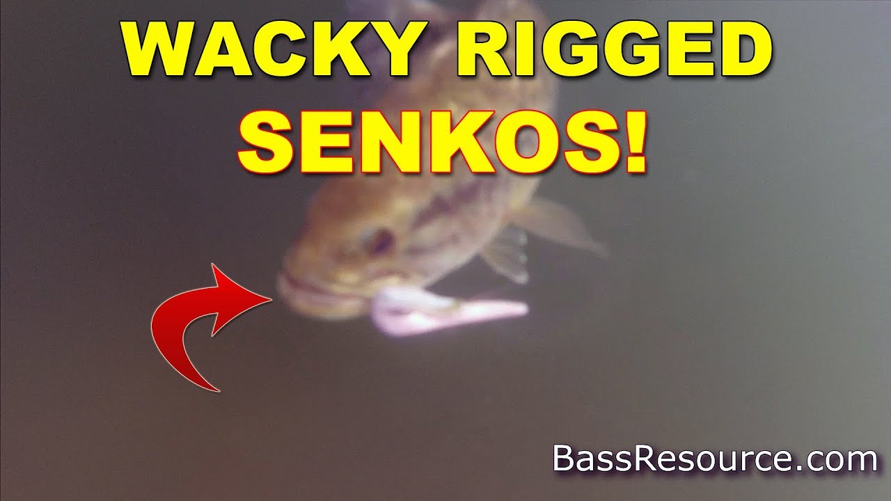 Where and When To Fish A Wacky Rig Senko, Video