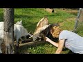 Goats eating spaghetti #FAINTINGGOATS #babies #cutenessoverload #goatbabies #babygoats #dinnertime