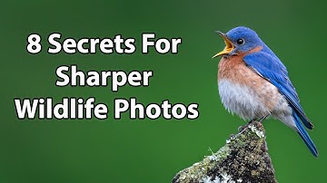 8 Secrets For Sharper Wildlife Photos
