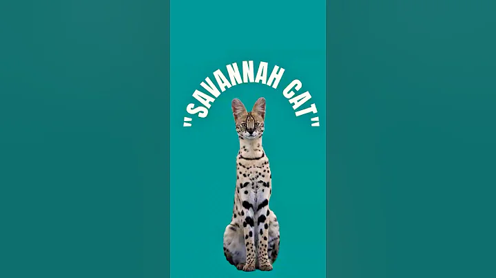 Video 10094641: african serval savannah cat, cat house
