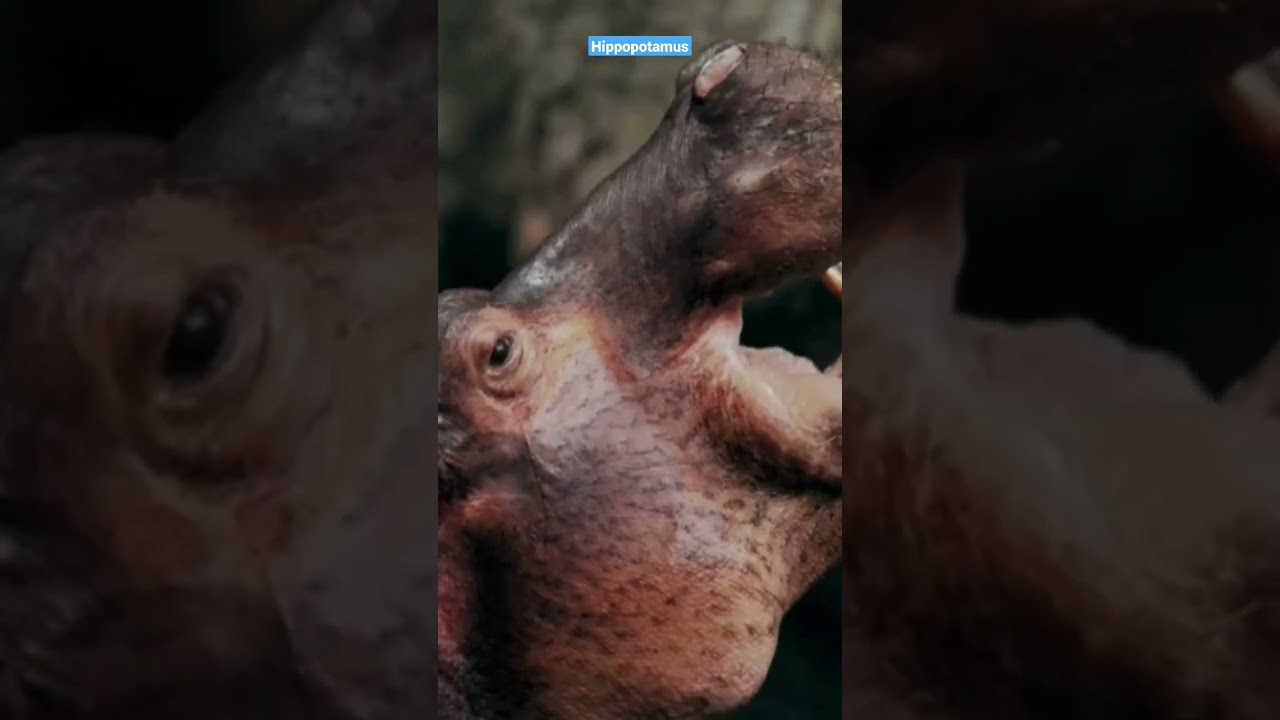 Sound 🔊Hippopotamus 🦛🦛🦛 #animalsounds #animals