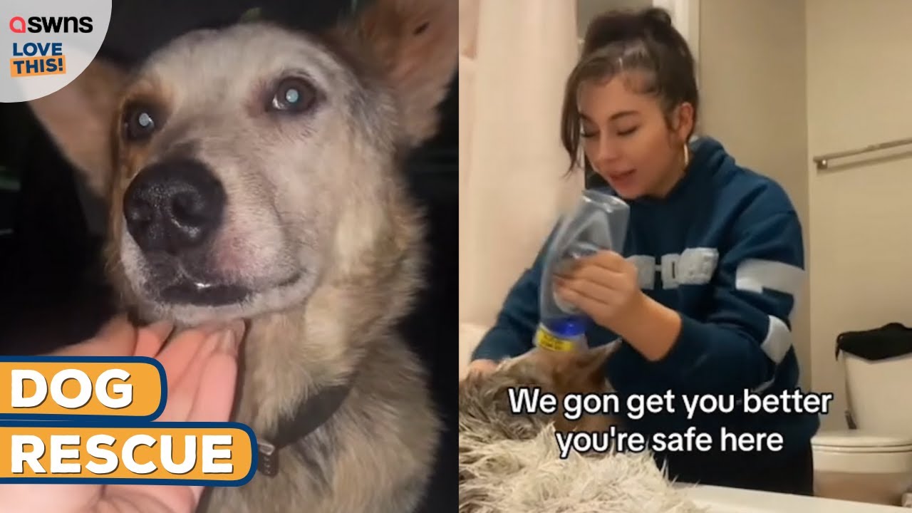 Abandoned dog gets new lease On life thanks to woman's kind heart 🥺😍 ...