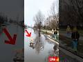 😰❤️“Dog Trapped In Flood Water… What This Man Did Next!”🤯 #shorts #animals