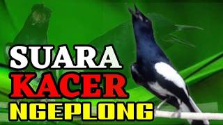 Terapi kacer ngeplong santai ini bikin kacer apasaja supaya bunyi nyaut gacor!