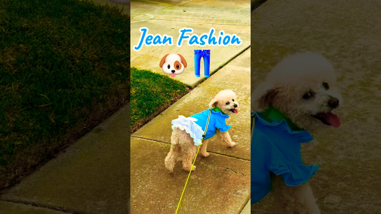 Jean Fashion #doglove