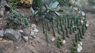 Cactus Garden Tour !