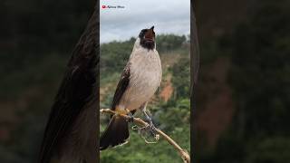 Suara Burung Kutilang Gacor Terbaru 2026 kutilanggacor