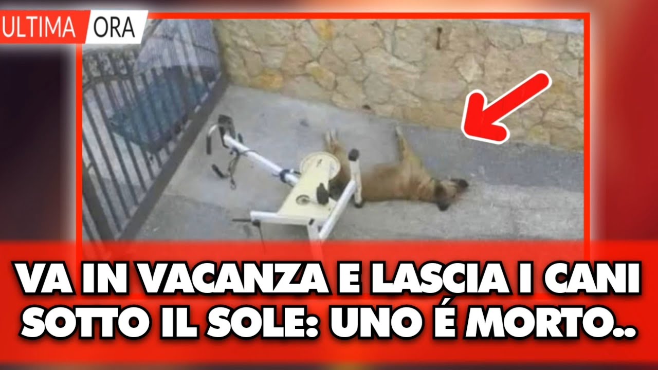 ORRORE IN ITALIA: Va in vacanza e lascia i cani sotto al sole: uno è morto, LE IMMAGINI SHOCK.